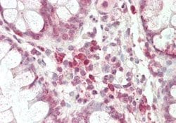 OCT6. Rabbit anti-Human, Rat, Polyclonal, Novus Biologicals 100 &mu;g;